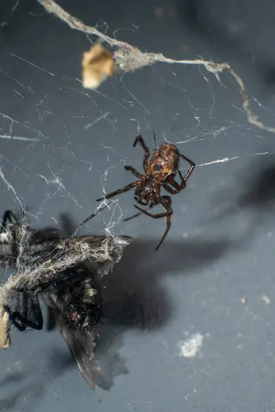 Mosca Atrapada Web Las Arañas — Foto de Stock
