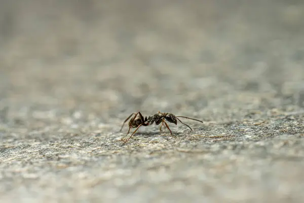 Pequeña Hormiga Negra Paseando Por Plato Piedra — Foto de Stock