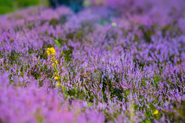 Bruyère Colorée Dans Une Forêt Claireà Fin Été — Photo