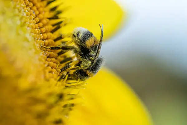 Bumblebee Στο Sunflower Helianthus Annuus Χρυσό Φως Ηλιοβασιλέματος — Φωτογραφία Αρχείου