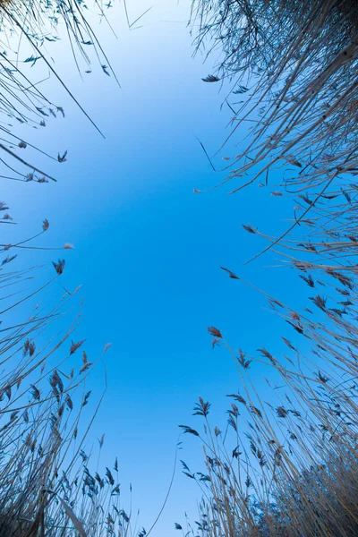 Wide angle photo looking up between tall reeds in winter.