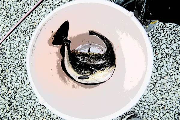 Twee Dode Vissen Een Emmer — Stockfoto