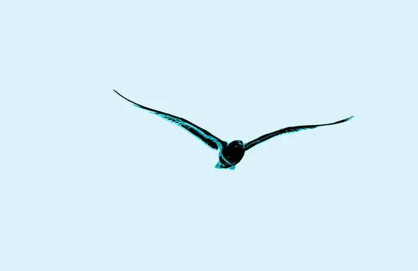 Gaviota Volando Sobre Mar — Foto de Stock