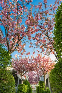 Pembe kiraz çiçekleri patikanın üzerinde..