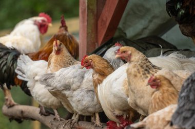 Kalemin üzerine tünemiş tavuk sürüsü.