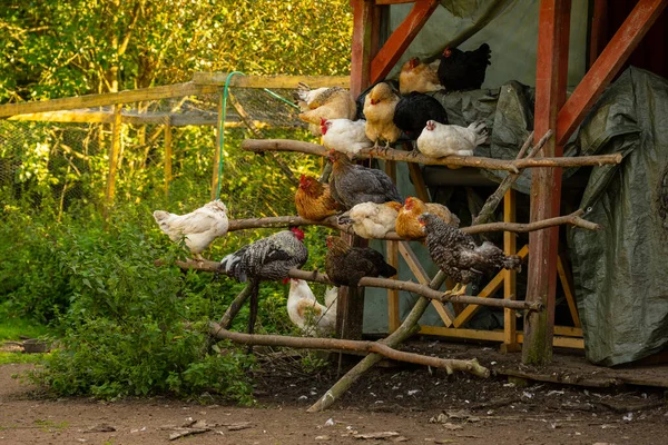Flock of chickens perching  over a pen.