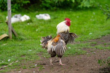 Gururlu horoz ve kümeste gösteriş.