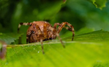 Araneus diadematus Avrupa bahçe örümceği bir bahçede yaprağın altında saklanıyor..