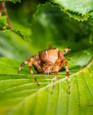 Araneus diadematus Avrupa bahçe örümceği bir bahçede yaprağın altında saklanıyor..