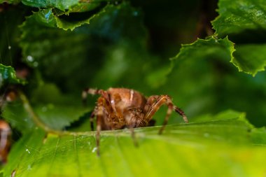 Araneus diadematus Avrupa bahçe örümceği bir bahçede yaprağın altında saklanıyor..