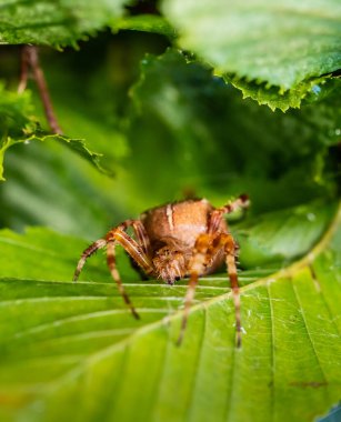 Araneus diadematus Avrupa bahçe örümceği bir bahçede yaprağın altında saklanıyor..
