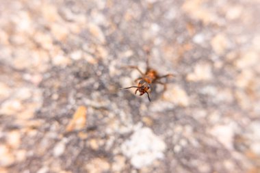 Asfalttaki karıncaların makro fotoğrafı.
