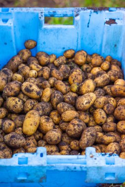 Taze toplanmış patatesler yıkanmaya ve pişirilmeye hazır..