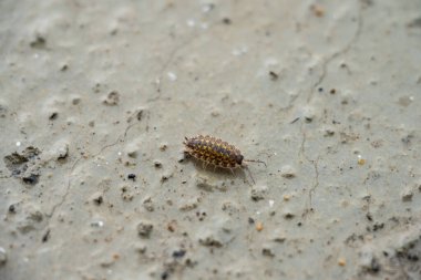 Beton zeminde sıradan bir tespih böceği.
