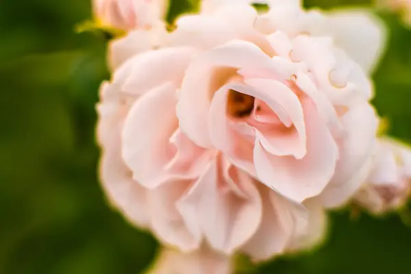 Pale pink rose flower detail.