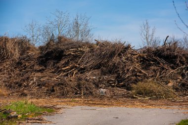Büyük bir dal yığını yakında odun parçası olacak..