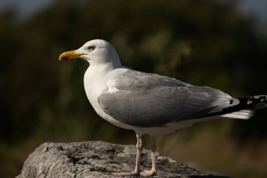 Young seagull standing on a stone.