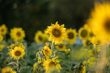 Altın günbatımı ışığında Ayçiçeği Helianthus Annuus.