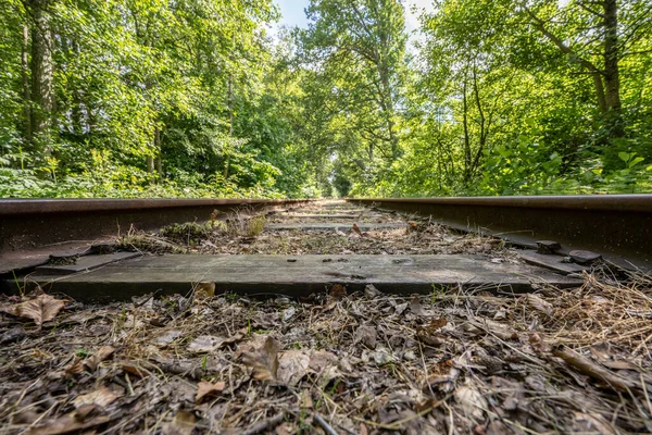 Low view of railway tracks through a forest.