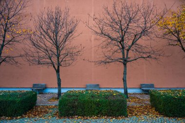 Pembe bir binanın yanındaki çıplak ağaçlar..