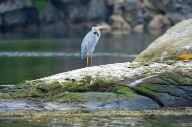 Gri balıkçıllı Ardea Cinerea Deniz kıyısındaki bir kayanın üzerinde duruyor.