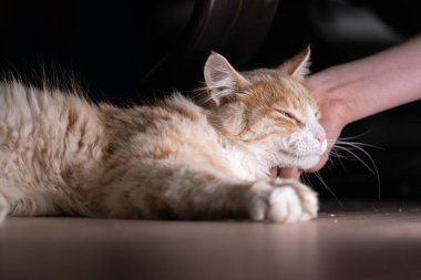 Turuncu ve beyaz tüylü kedi bir insan tarafından çenesinin altından tırmalanıyor..