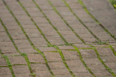 Çakıl taşları ağaç kökünden şişiyor..