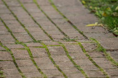 Çakıl taşları ağaç kökünden şişiyor..