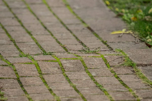Çakıl taşları ağaç kökünden şişiyor..