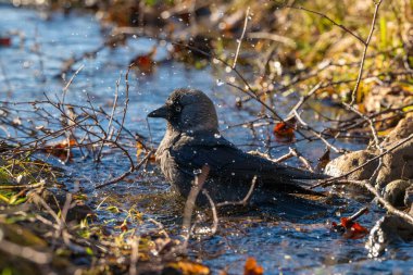 Batılı karga Coloeus monedula küçük bir derede yıkanır..