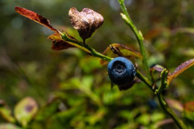 Ormandaki bir yabanmersininin makro fotoğrafı..