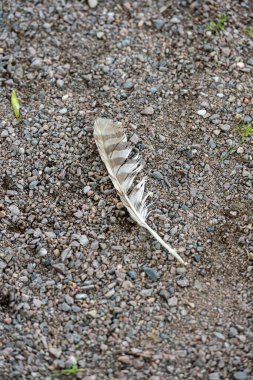 Yerde yatan yırtıcı bir kuşun kanat tüyü..