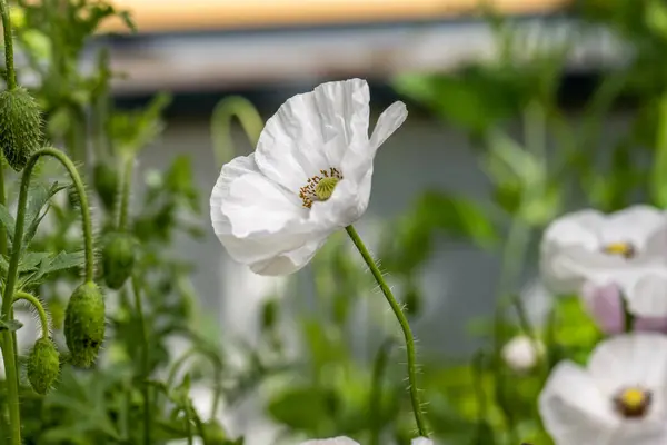 White poppy flower in bloom at summer.