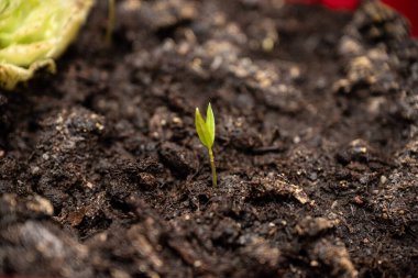 Topraktan büyüyen küçük yeşil filizler..