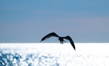 Ringa martısı Larus Argentatus küçük bir körfezde balık tutuyor..