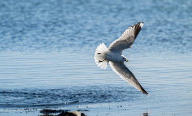 Ringa martısı Larus Argentatus küçük bir körfezde balık tutuyor..