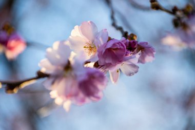 pembe kiraz ağaçları çiçek.