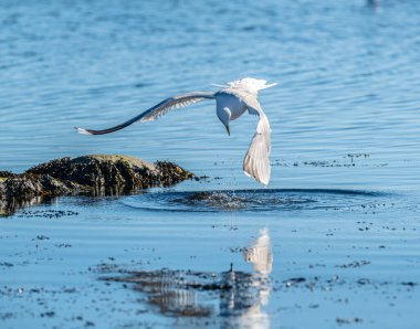 Ringa martısı Larus Argentatus küçük bir körfezde balık tutuyor..