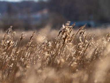 Sabahın köründe sazlıklar.