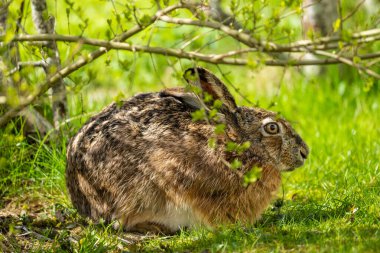 Avrupa tavşanı Lepus europaeus ilkbahar güneşinde bir çitin altında saklanıyor.