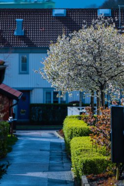 Dar bir sokakta çiçek açan kiraz ağaçları.