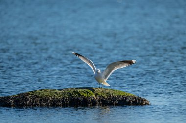 Ringa martısı Larus Argentatus küçük bir körfezde balık tutuyor..