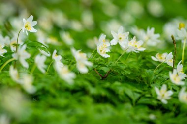 Ormanda ilkbaharda Anemonoides Nemorosa.