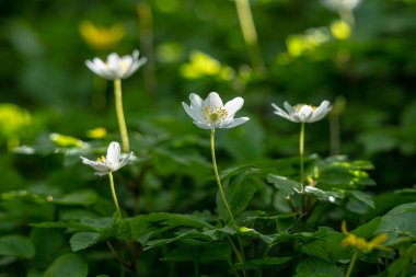 Ormanda ilkbaharda Anemonoides Nemorosa.