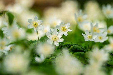 Ormanda ilkbaharda Anemonoides Nemorosa.