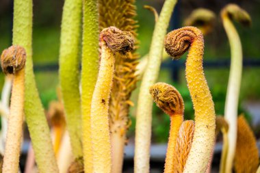 Bahar mevsiminde manikür yapan Gunnera manikürü..