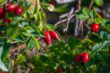 Yazın köpek gülü (Rosa canina) meyveleri.
