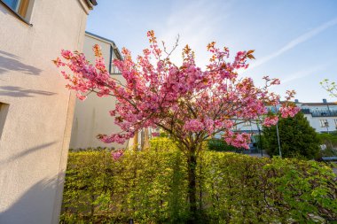 Bahçede, evin yanında açan pembe kiraz ağacı..