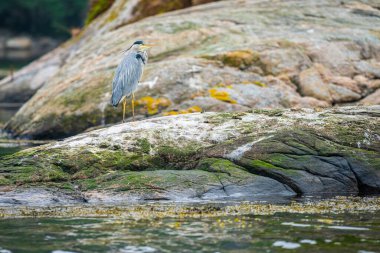 Gri balıkçıllı Ardea Cinerea Deniz kıyısındaki bir kayanın üzerinde duruyor.