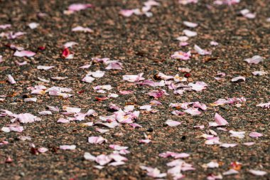 Asfaltta pembe kiraz çiçekleri..